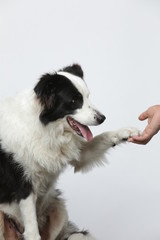 border collie makes various expressions and movements against A white background.