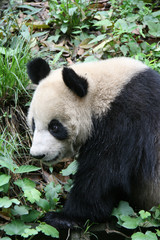 Obraz na płótnie Canvas Giant panda in china 