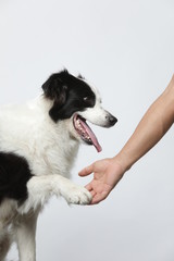 border collie makes various expressions and movements against A white background.