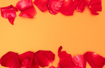 Red rose petals on color orange background,