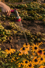 View woman hands watering plants from the hose, makes a rain in the garden. Gardener with watering hose and sprayer water on the flowers.