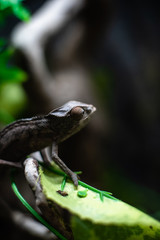 Green chameleon sitting branch rock black background dof sharp focus space for text macro reptile jungle aquarium home pet cute