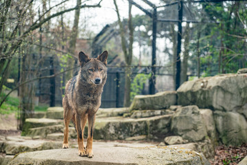 Loup chef