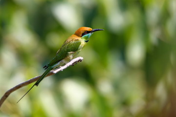 Bee eater