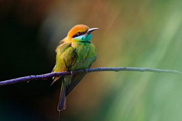 Bee eater