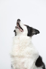 border collie makes various expressions and movements against A white background.