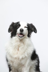 Fototapeta na wymiar border collie makes various expressions and movements against A white background.