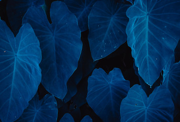 Dark blue tropical plant background