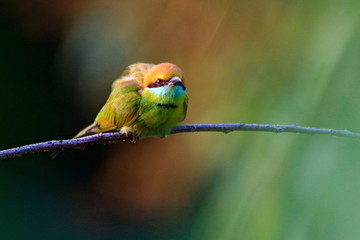 Bee eater