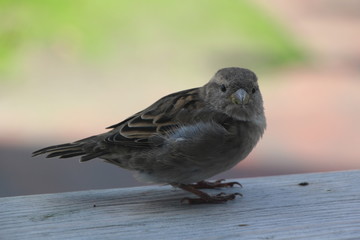 spatz haussperling schaut dich an