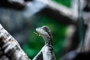 Green lizard long tail standing on a piece of wood dof sharp focus space for text macro reptile jungle aquarium home pet