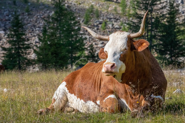 Cattle with long horns lying on a mountain pasture in Carinthia, Austrian Alps