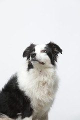 border collie makes various expressions and movements against A white background.