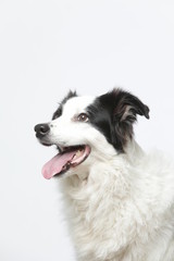 border collie makes various expressions and movements against A white background.