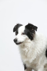 border collie makes various expressions and movements against A white background.