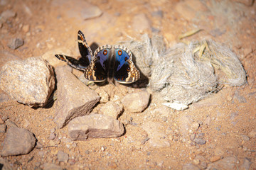 Butterfly eats minerals from manure.