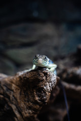 Green lizard long tail standing on a piece of wood dof sharp focus space for text macro reptile...