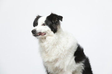 border collie makes various expressions and movements against A white background.