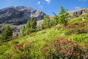 Hairy Alpenrose (Rhododendron hirsutum) flowering in the alpine valley Gradental in Carinthia south of Grossglockner, Austrian Alps