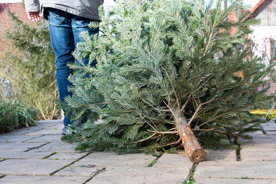 A man pulling the old christmas tree away