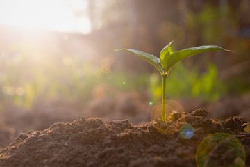 Growing plant,Young plant in the morning light on ground background, New life concept.Small plants on the ground in spring.fresh,seed,Photo fresh and Agriculture concept idea.