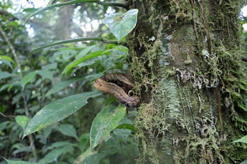 large butterfly on a tree in the rainforest of Ecuador