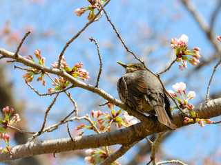 桜の木にとまる鳥