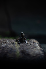 Cute small black turtle on the stone dof sharp focus space for text macro reptile jungle aquarium home pet cute