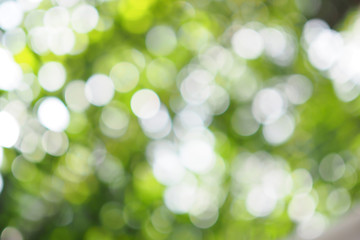 Beautiful green bokeh of tree leaves nature out of focus background