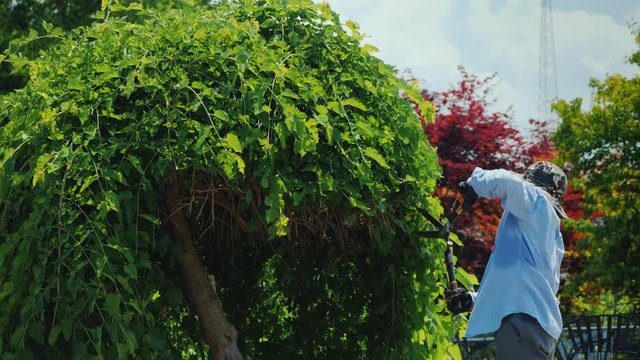 Male gardener pruning tree branches working on park landscape design