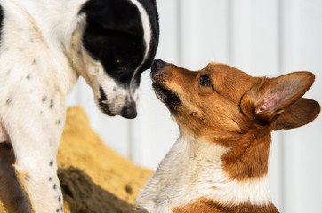 Two dogs play funny and bite, welsh corgi pembroke and basenji in the sand, the sand hit the eye