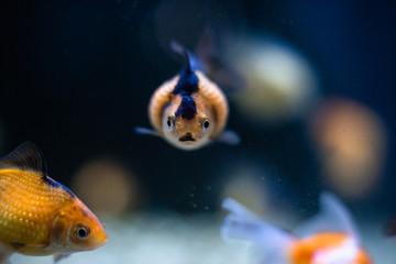 Goldfish focus front eye view with copy space dof sharp focus space for text macro reptile jungle aquarium home pet cute