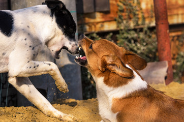 Two dogs play funny and bite, angry and grinning welsh corgi