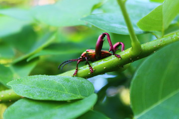 View of pests with beautiful color motifs silence on the branches of green trees