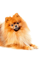Obraz premium Cute Pomeranian dog on white background