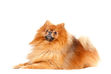 Obraz premium Cute pomeranian dog on white background