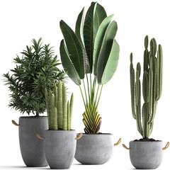 tropical plants in concrete pots