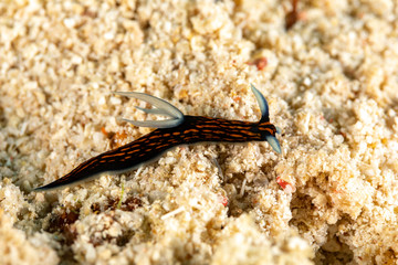 The most beautiful underwater snails of the Indian and Pacific Ocean