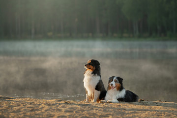 two dogs are sitting together on the lake. Traveling with a pet, adventure. Australian Shepherd in Nature