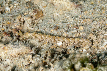 The most beautiful underwater snails of the Indian and Pacific Ocean