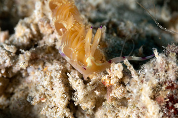 The most beautiful underwater snails of the Indian and Pacific Ocean