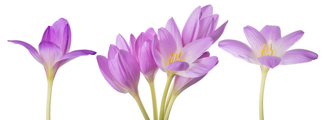 light lilac crocus flowers set on white