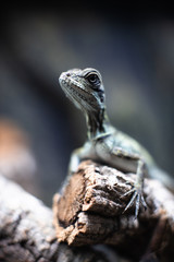 Green lizard long tail standing on a piece of wood dof sharp focus space for text macro reptile jungle aquarium home pet