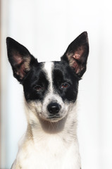 Stylish and minimalistic photo of a basenji dog, portrait on a simple background, emotions