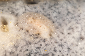 The most beautiful underwater snails of the Indian and Pacific Ocean
