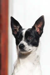Stylish and minimalistic photo of a proud basenji dog, portrait on a simple background