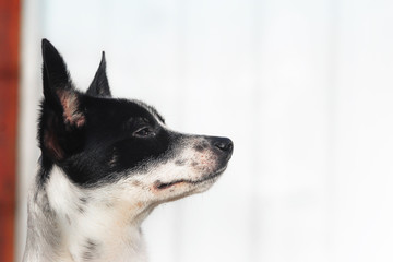 Naklejka na ściany i meble Stylish and minimalistic profile photo of a basenji dog, portrait on a simple background