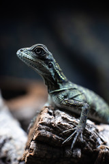 Green lizard long tail standing on a piece of wood dof sharp focus space for text macro reptile jungle aquarium home pet