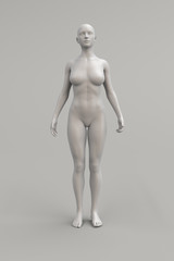 Female body anatomical illustration over a light background. 3D render.