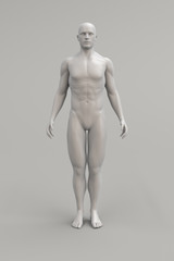 Male body anatomical illustration over a light background. 3D render.